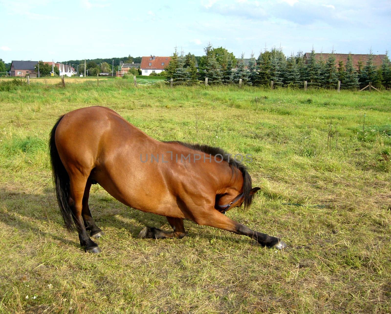 Circus lesson horse