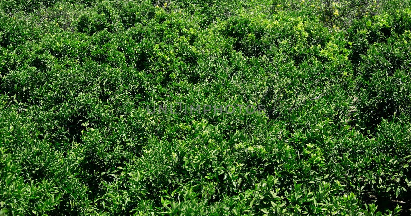 green leaves image