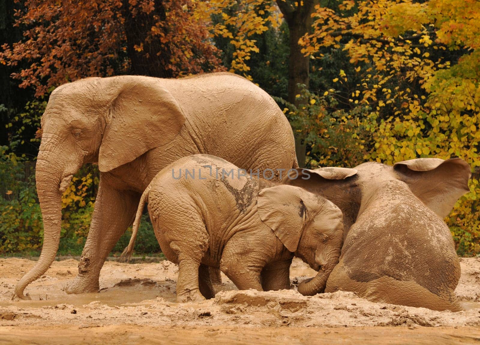 an Asian ( middle ) and two African elephants taking a sand bath.
