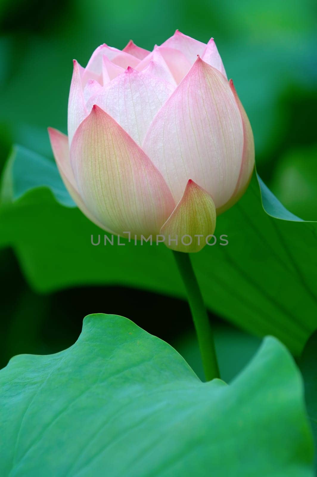 Pink lotus flowe