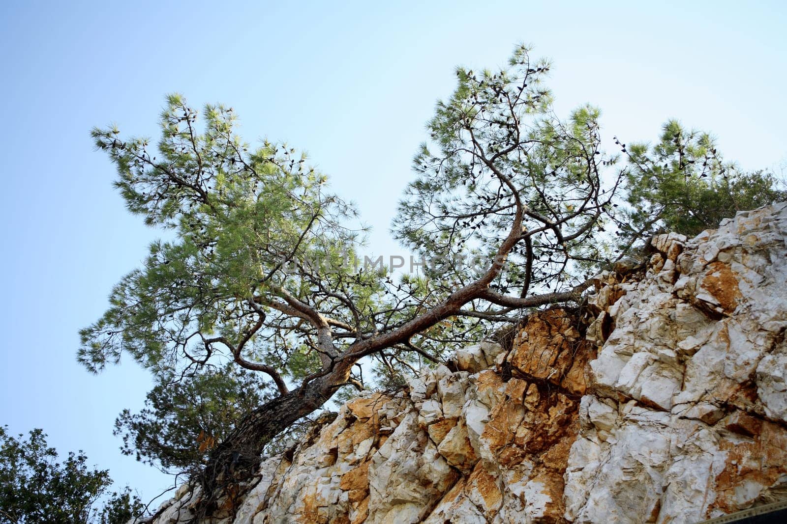 pine trees on the hill