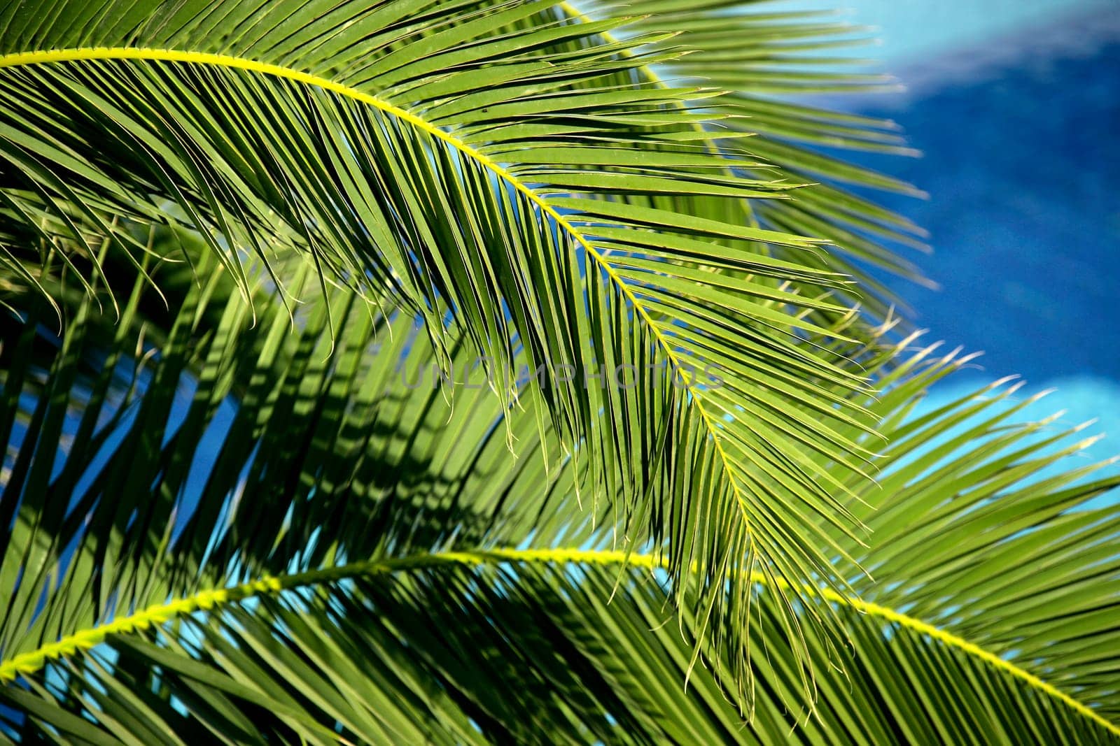 palm tree