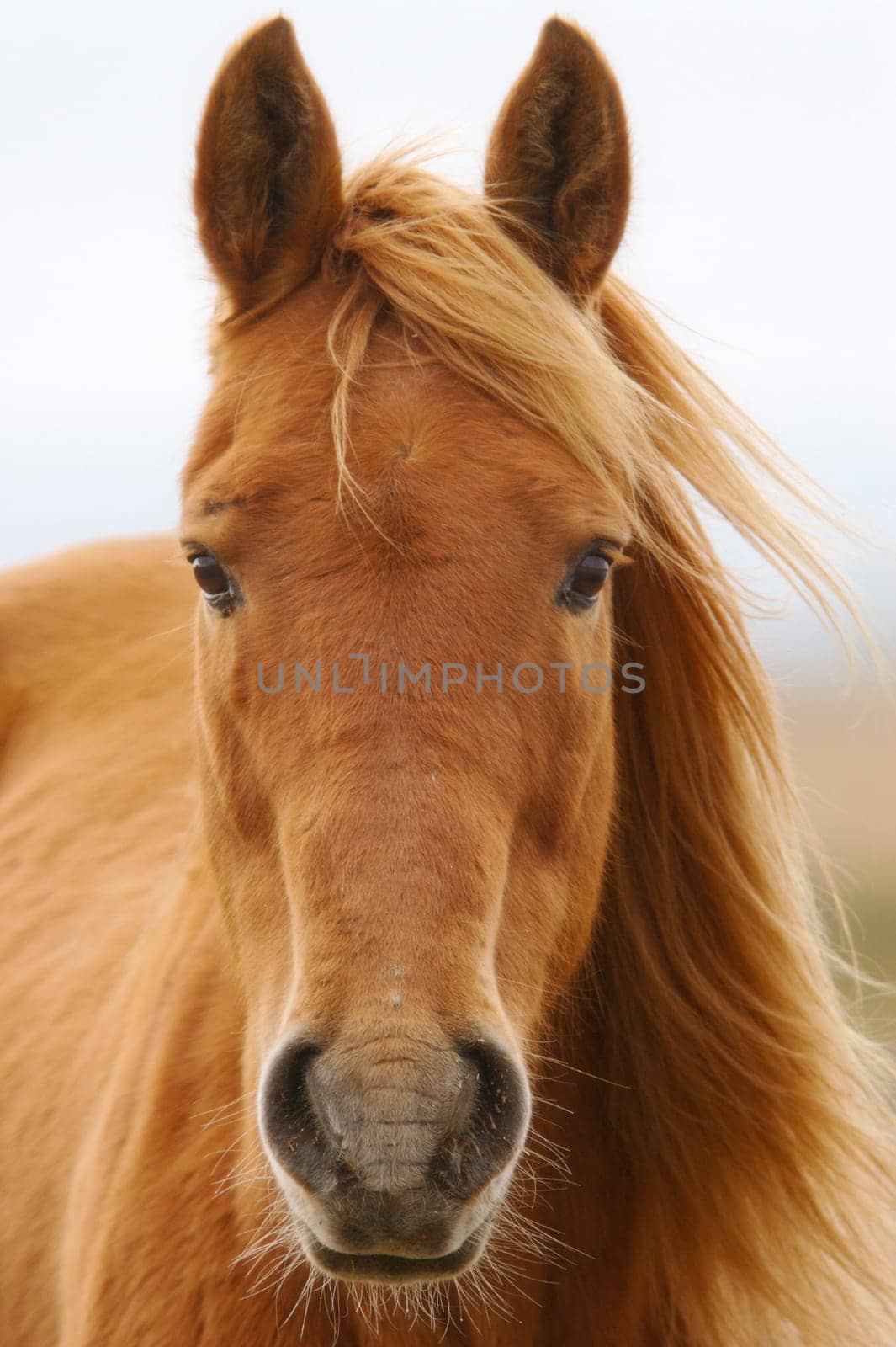 horse