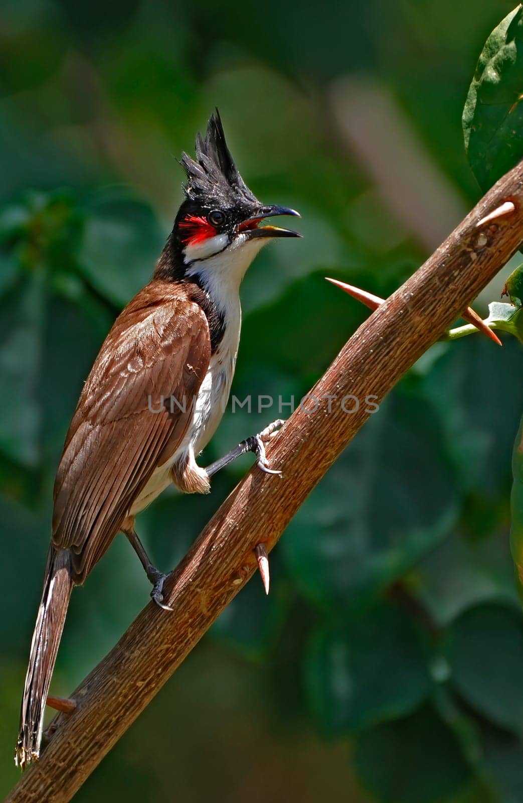 Red-whiskered Bulbul