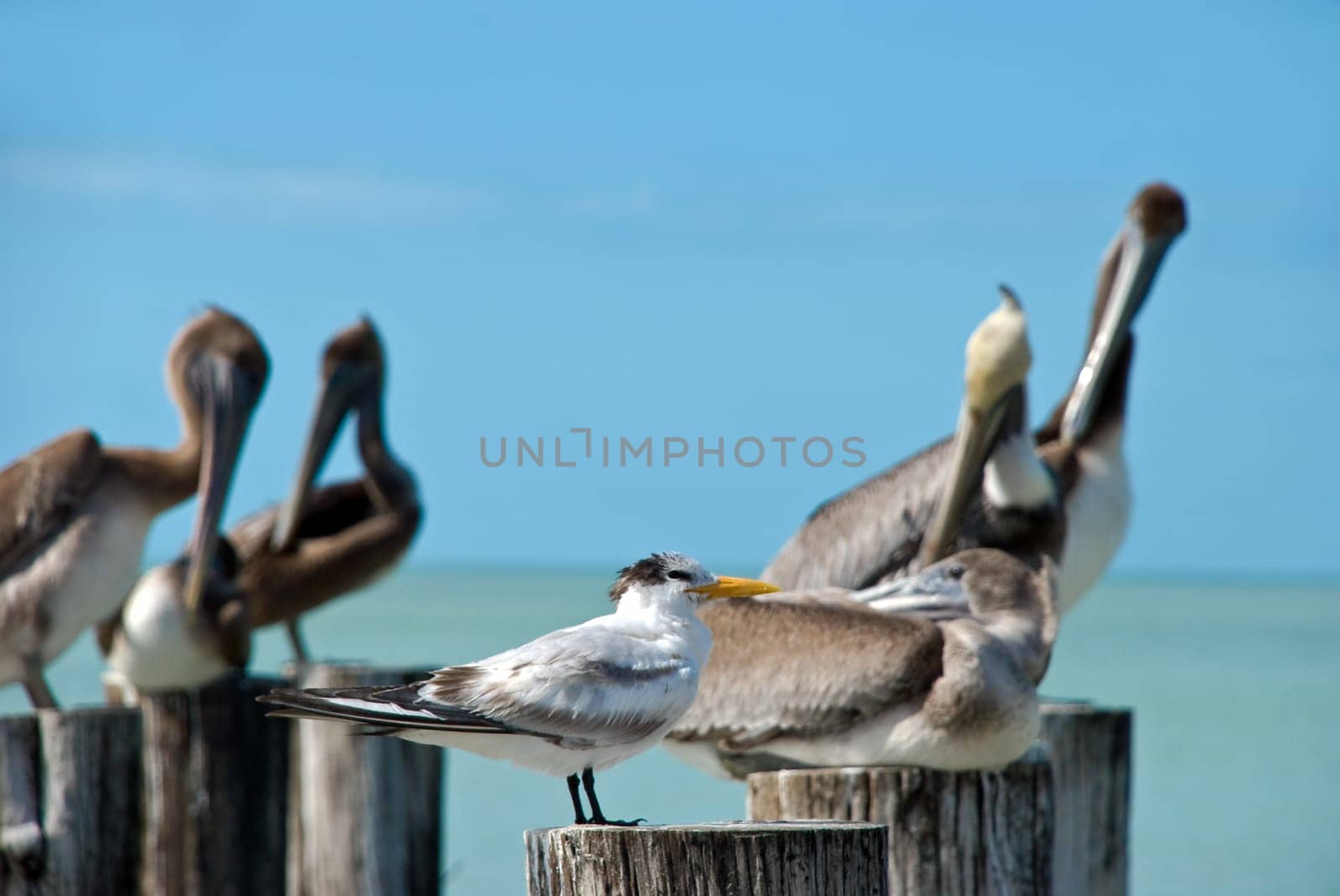 Brown - Pelicans on pier in Florida,USA