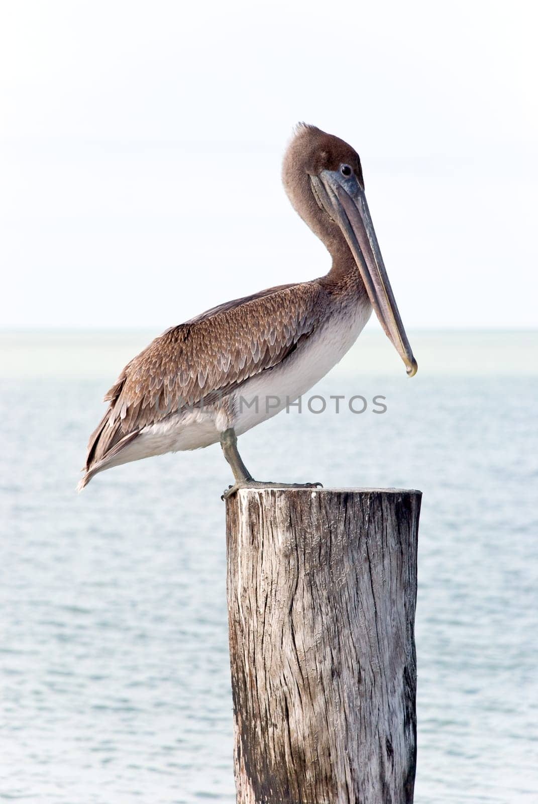 Brown - Pelican on pier in Florida,USA