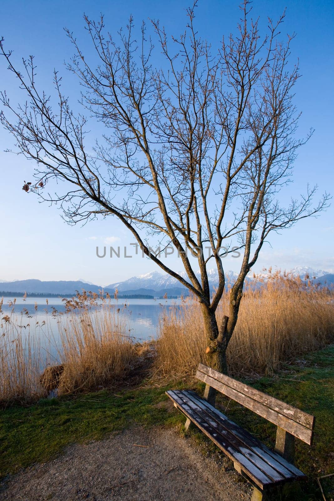 Bench at the Hopfensee