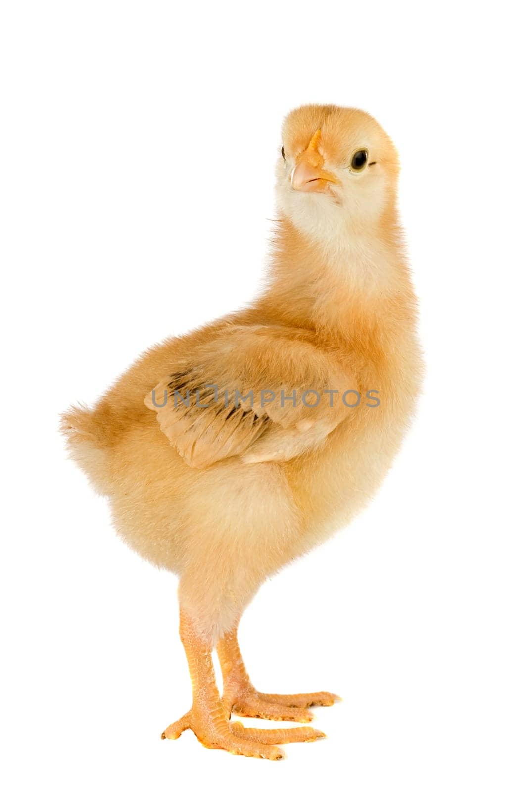 Yellow little chicken