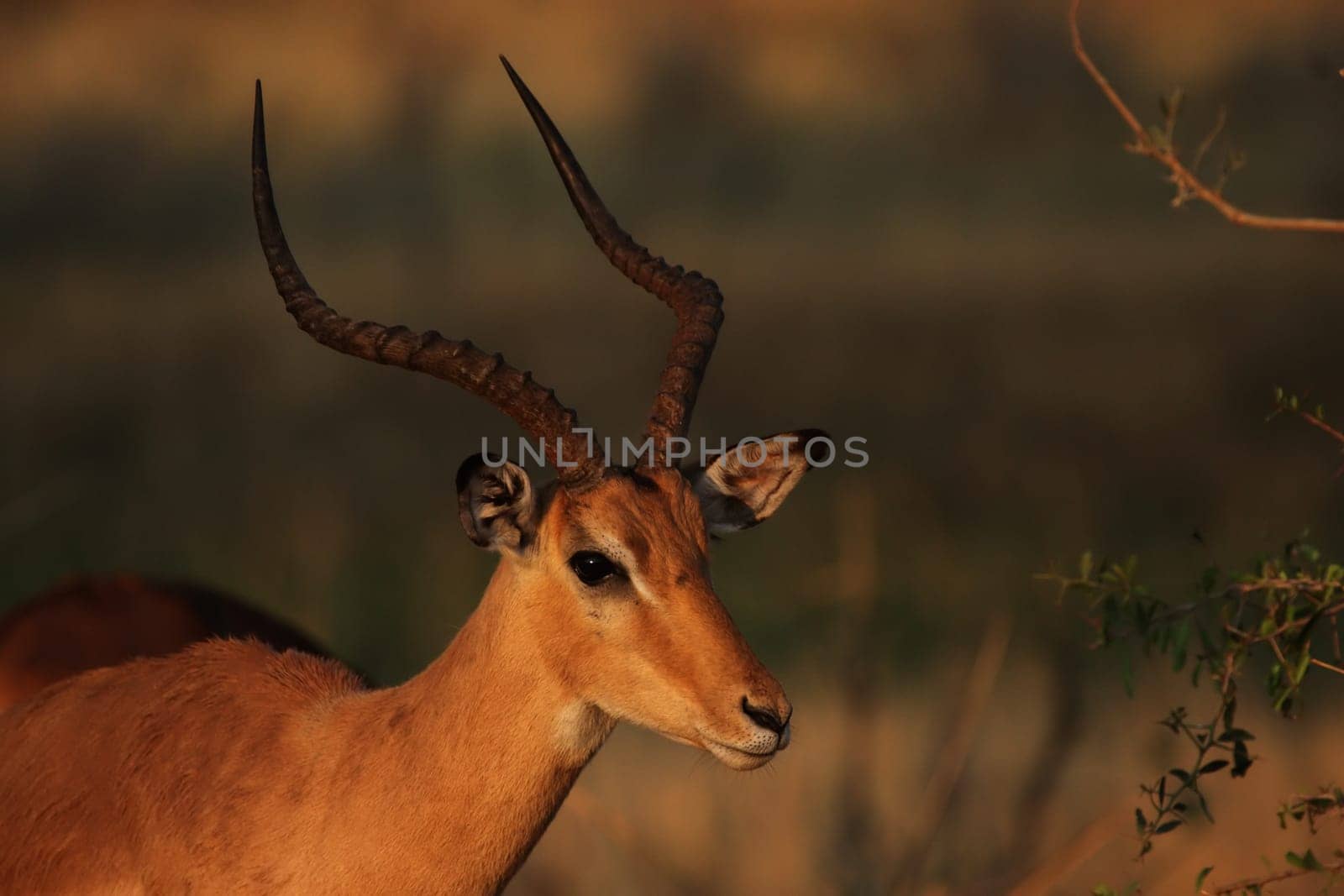 Portrait of an impala (Aepyceros melampus) in the Okavango Delta,Botswana