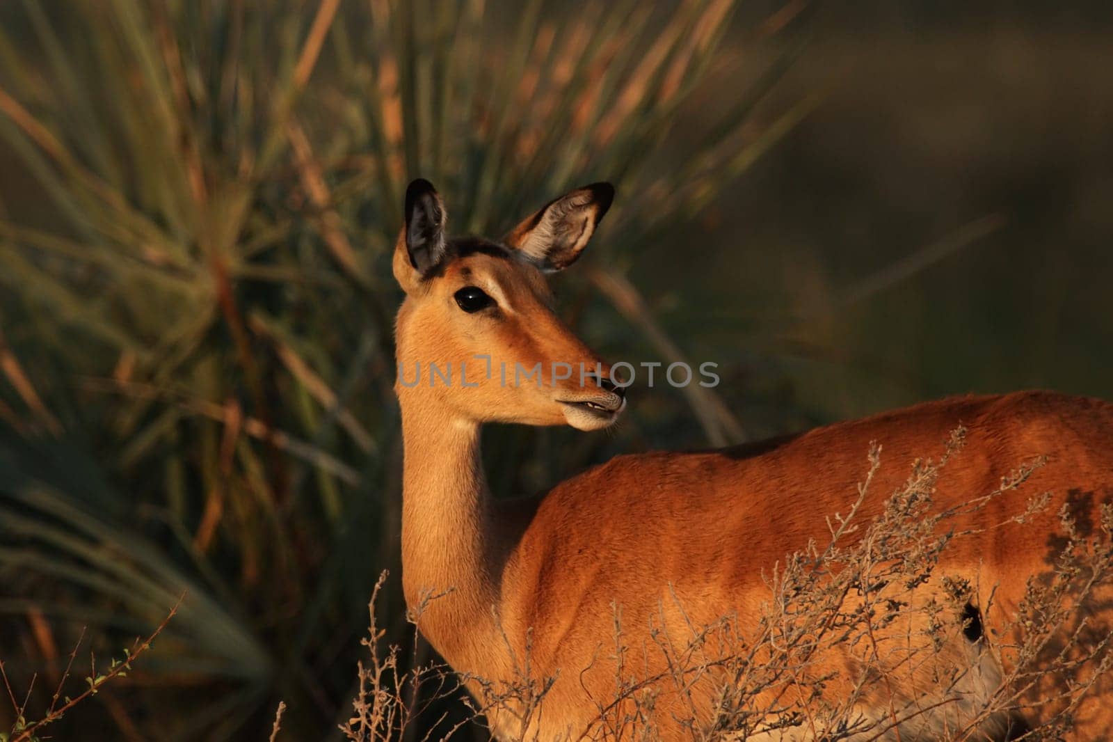 Portrait of an impala (Aepyceros melampus) in the Okavango Delta,Botswana
