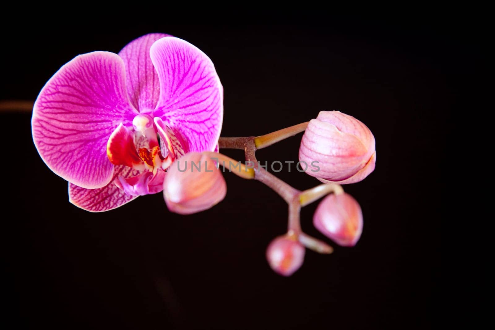 Orchid