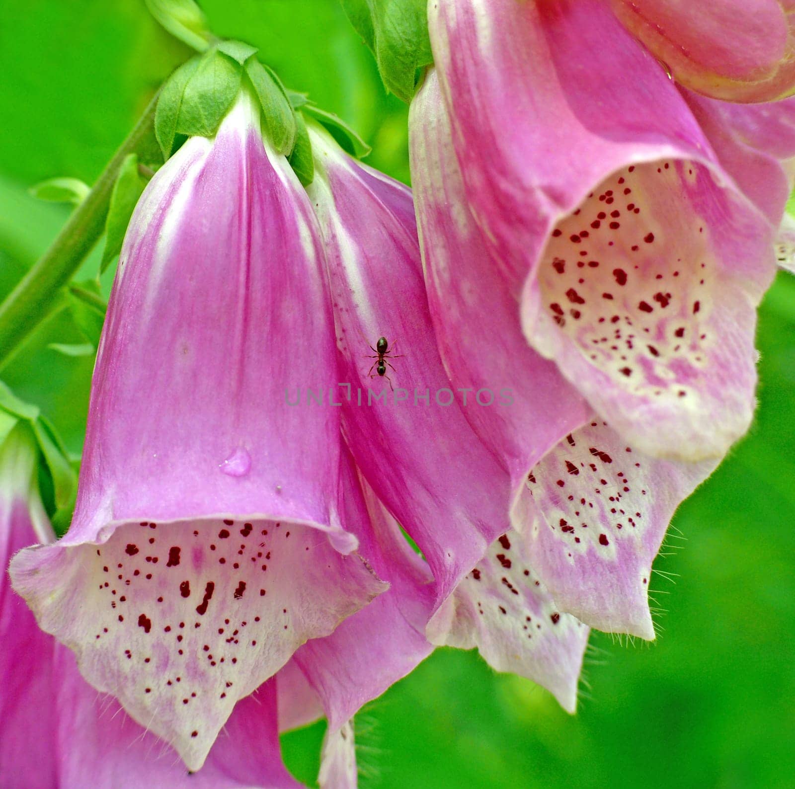Digitalis preparations (cardiac glycosides) are among the oldest medicines. They are used in the treatment of heart disease,for the symptomatic therapy of heart failure. They are mainly obtained from an extract of the red F