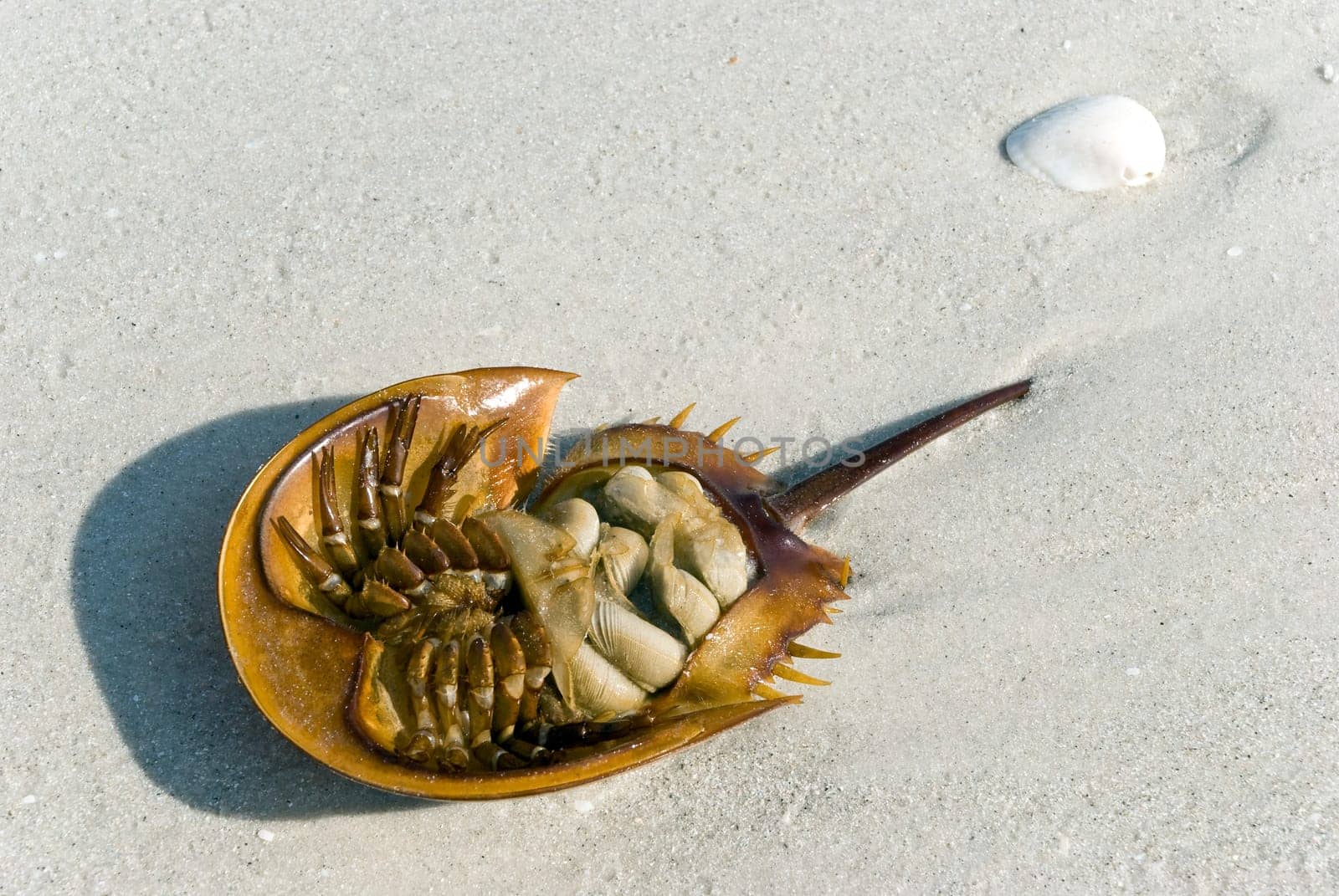 horseshoe crab on beach