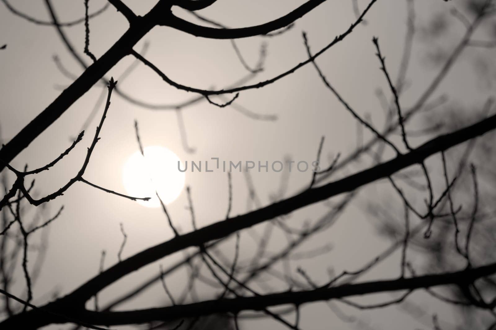 Winter Sun