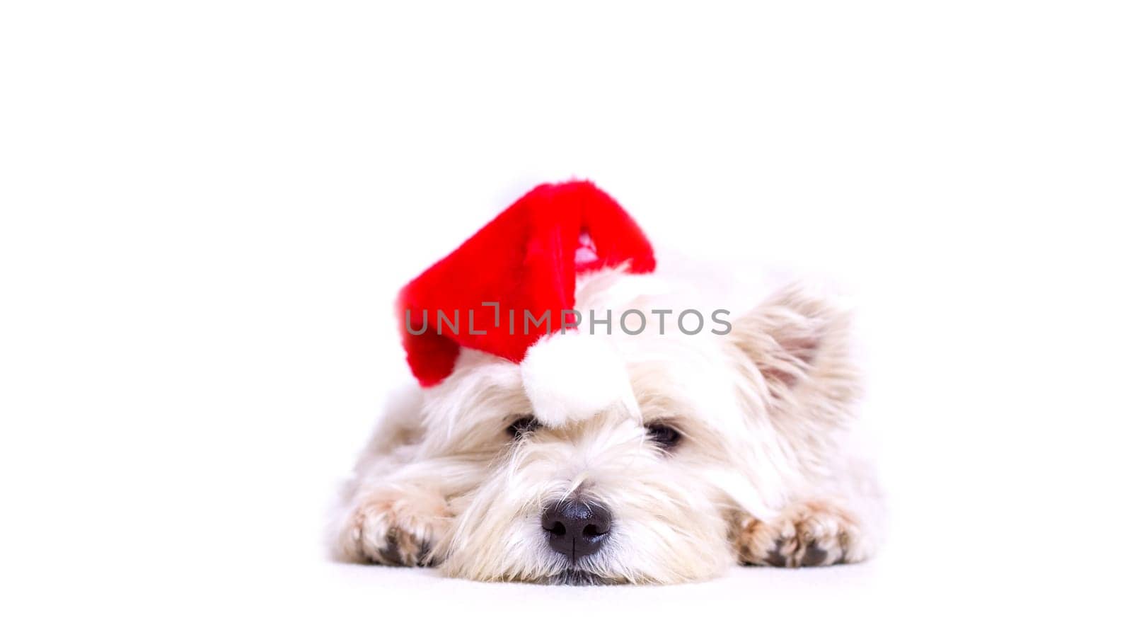 Christmas Cesar