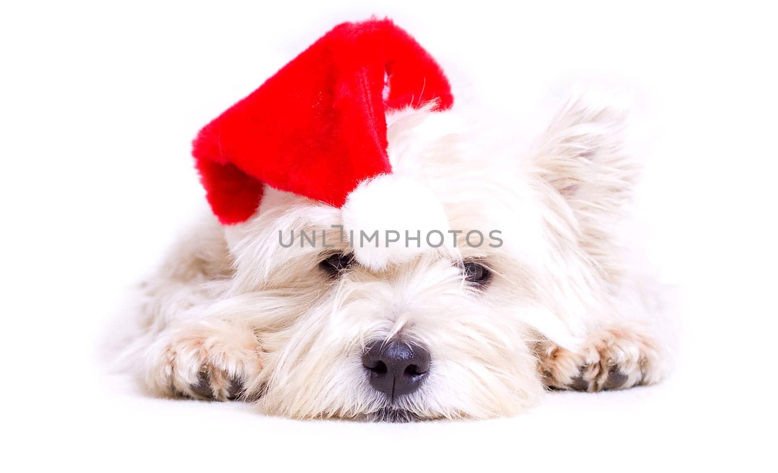 Christmas Cesar