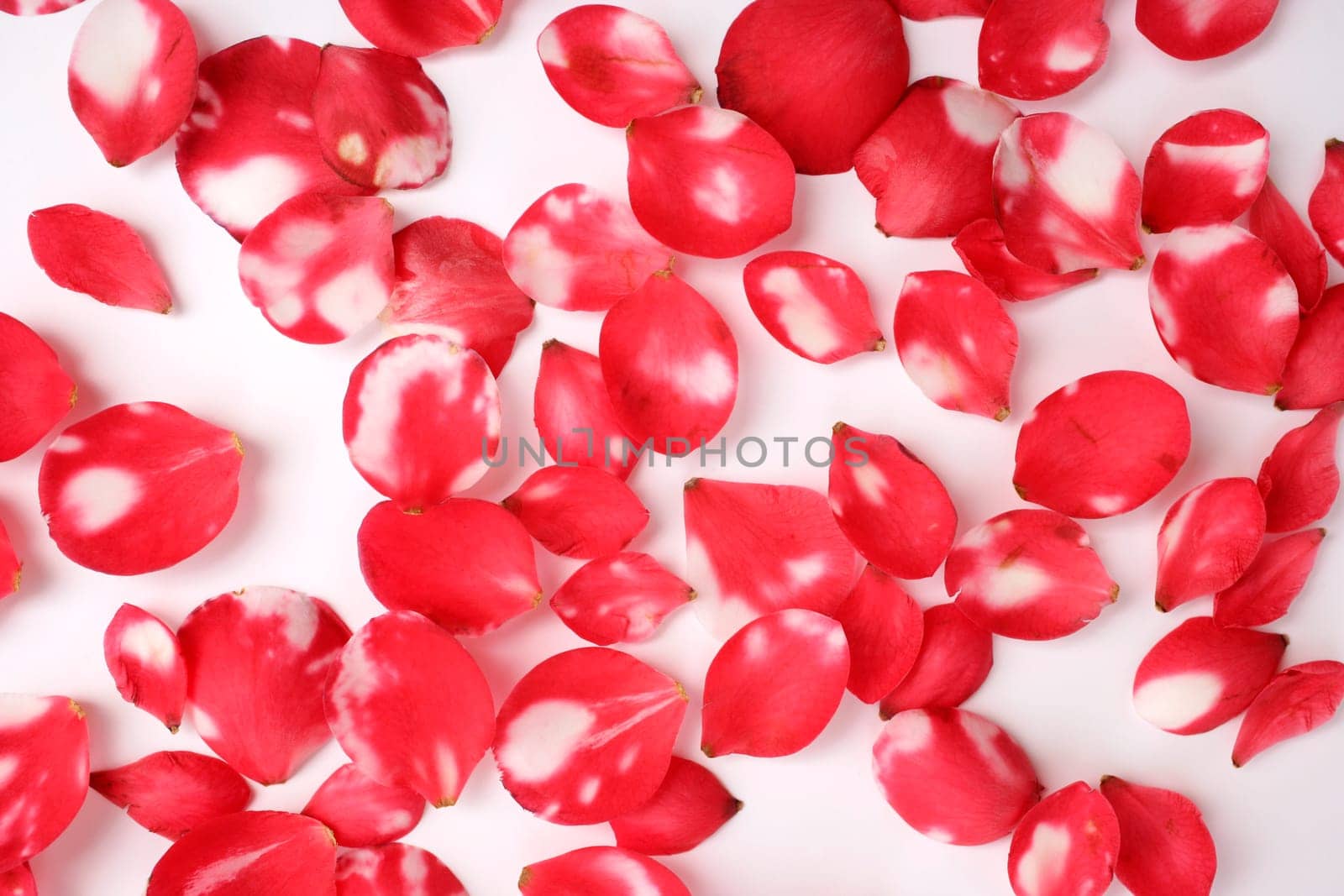 rose petals on white