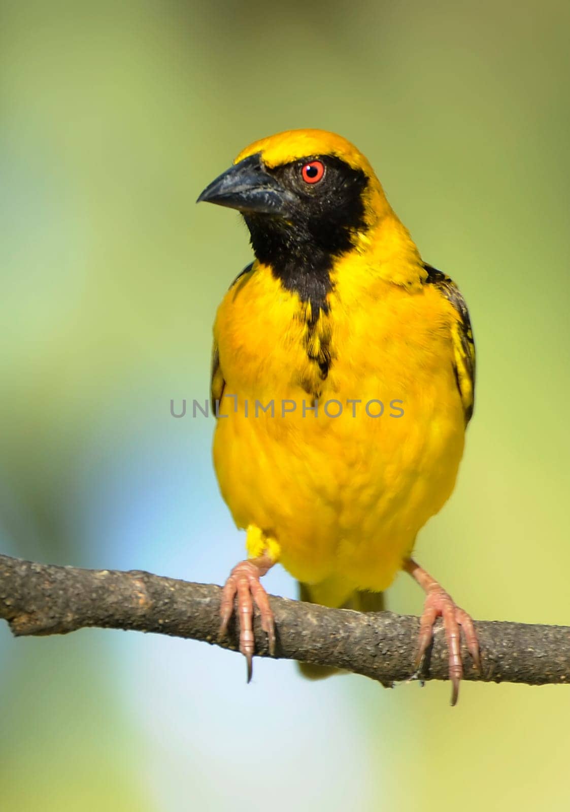 Weaver Bird