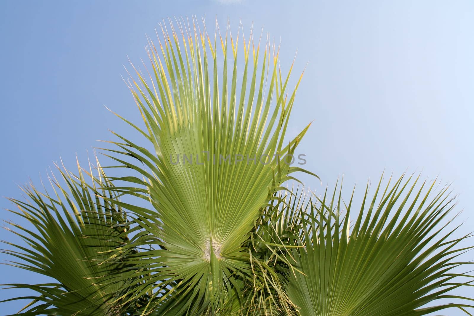 palm tree and blue sky