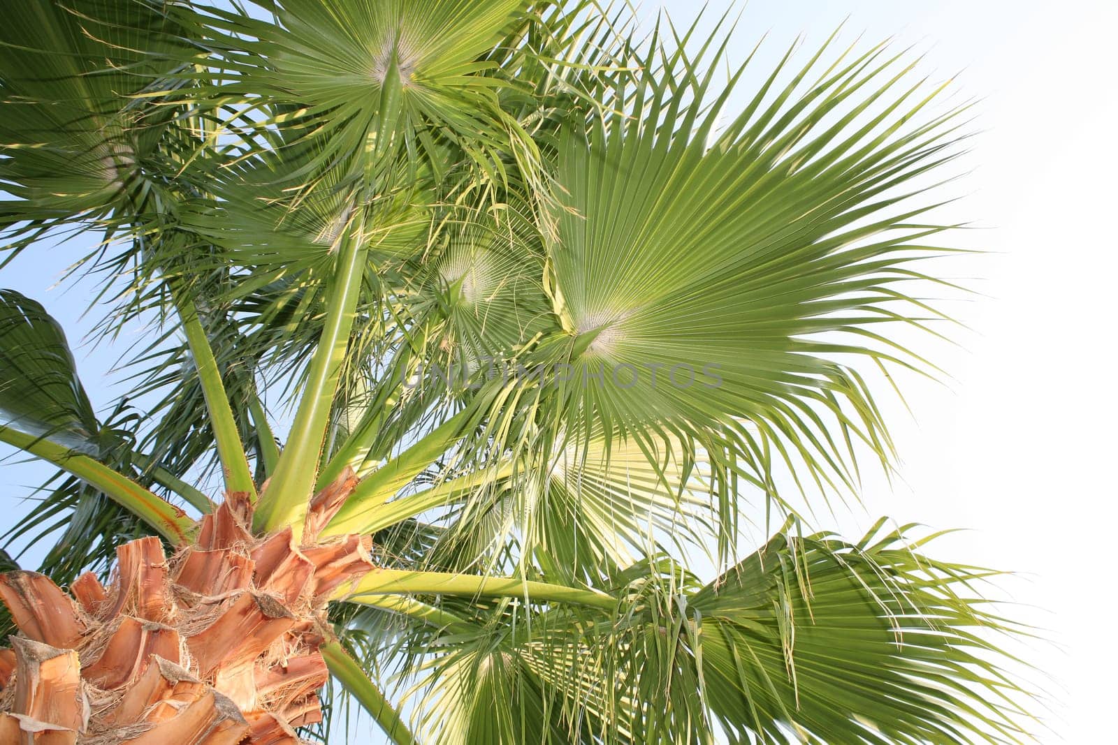 palm tree