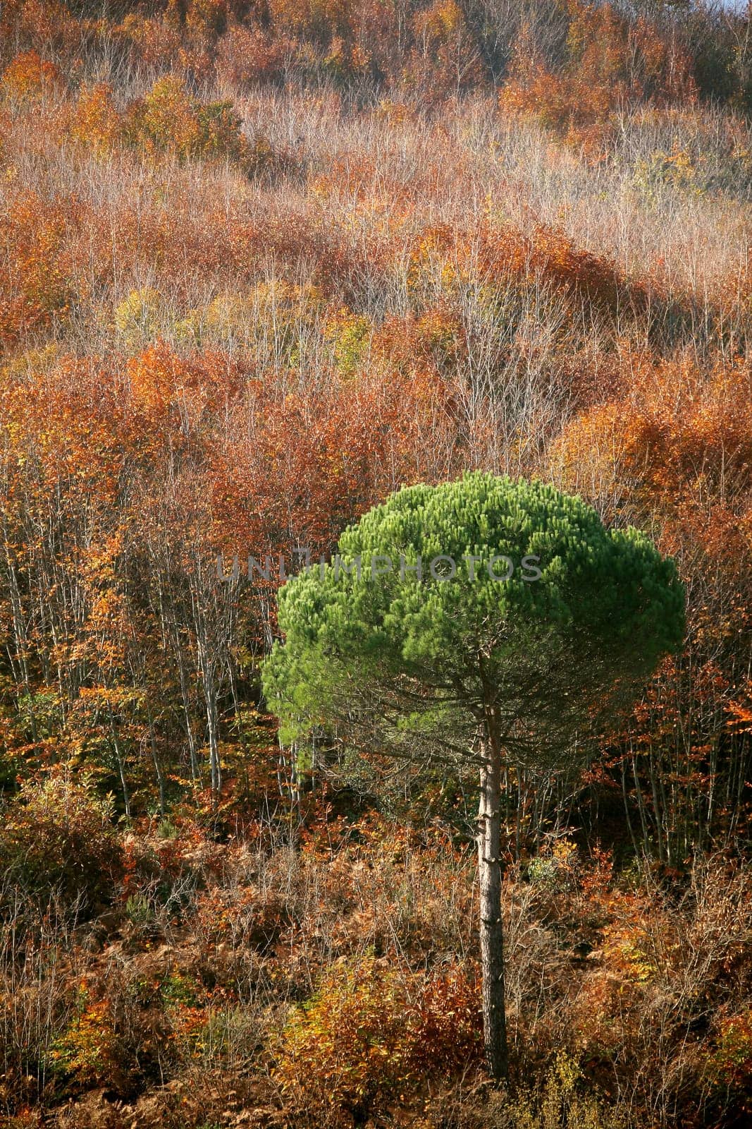 fall time in forest