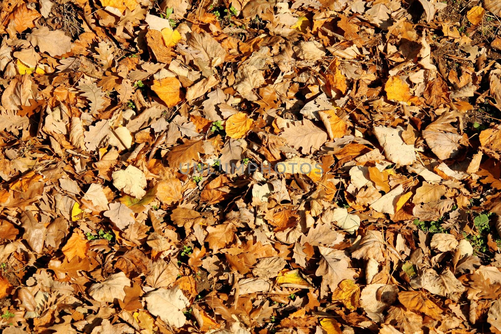colorful leaves