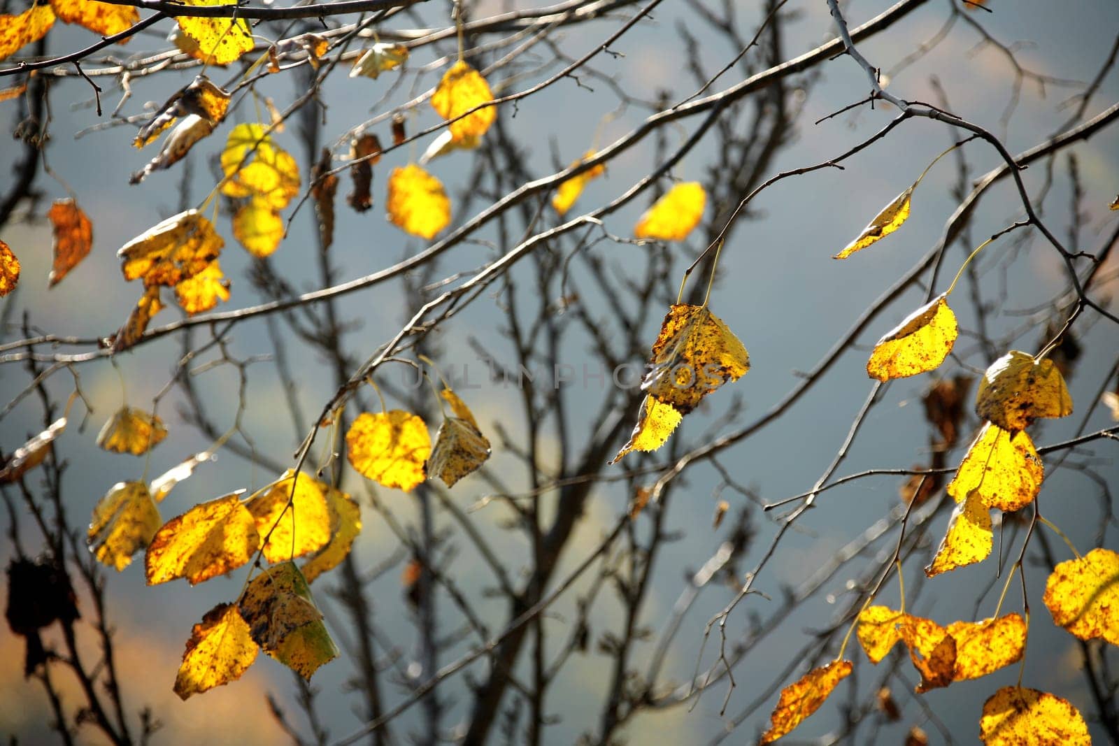 fall time in forest
