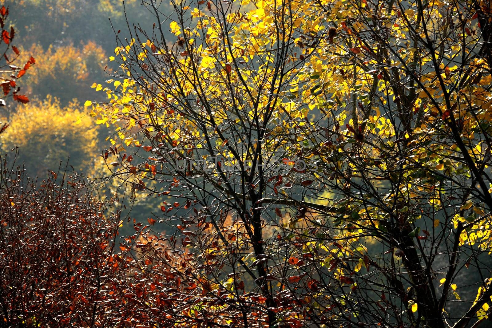 fall time in forest