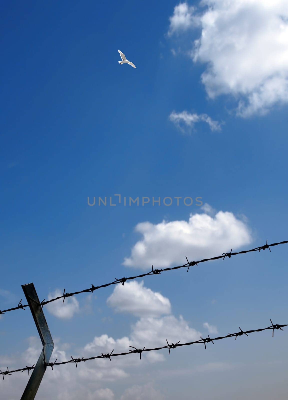 Barbed wire Fence and flying bird