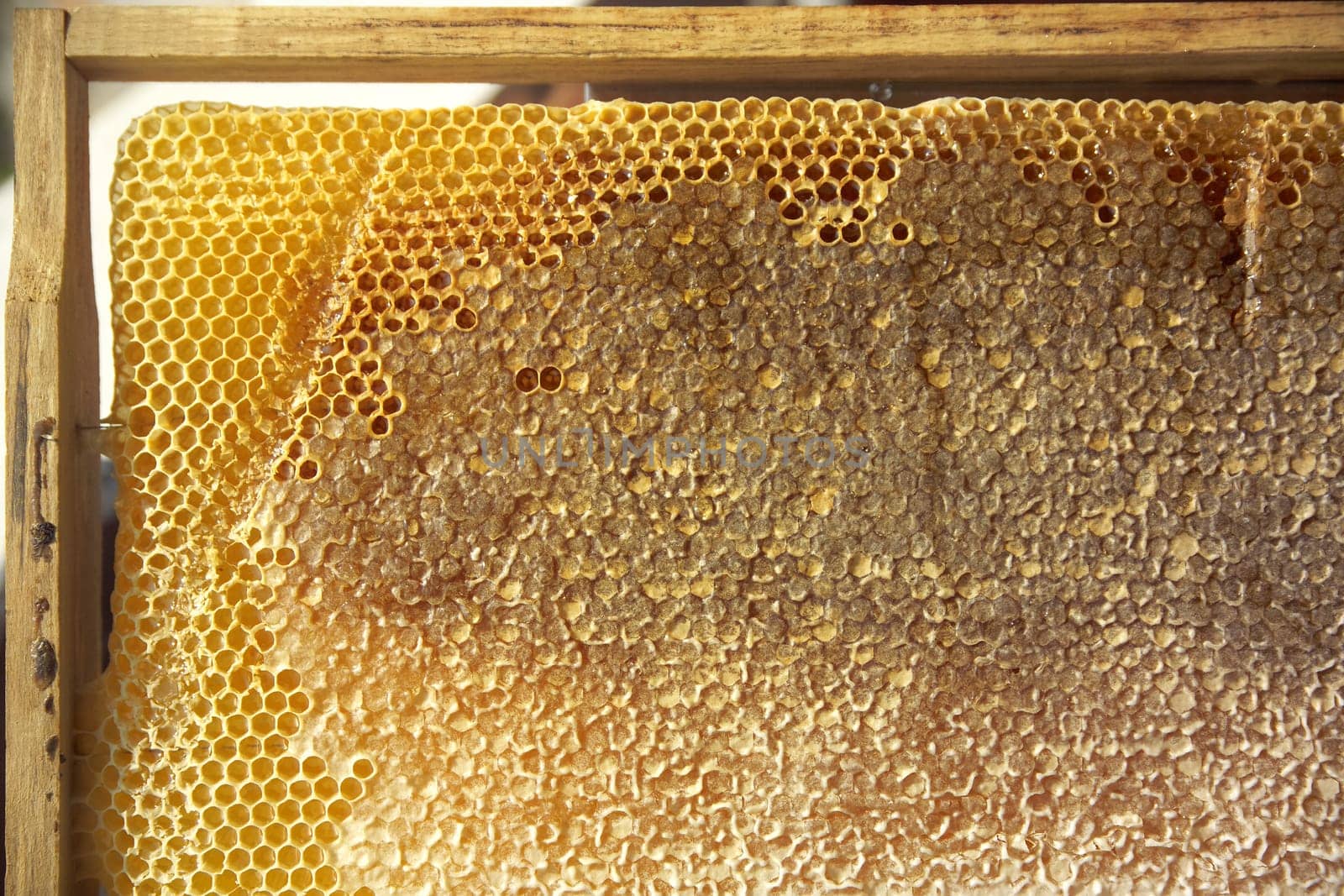 honeycomb in wooden frame