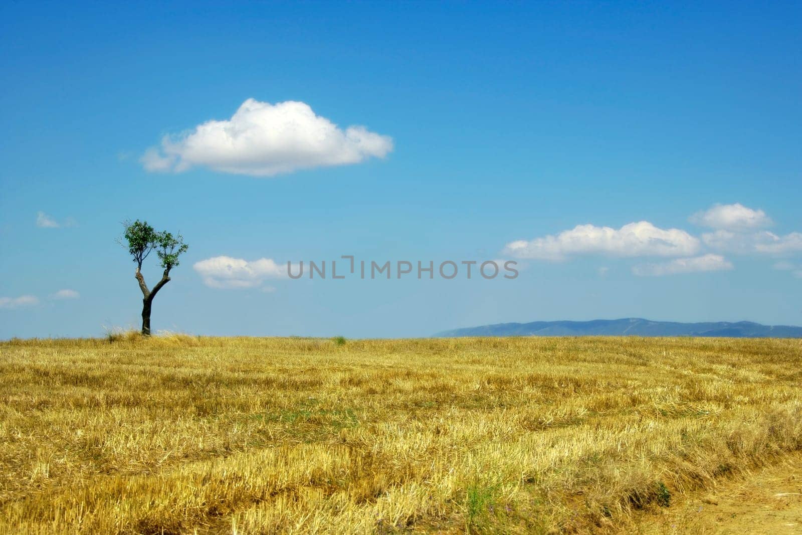 single tree on farm land