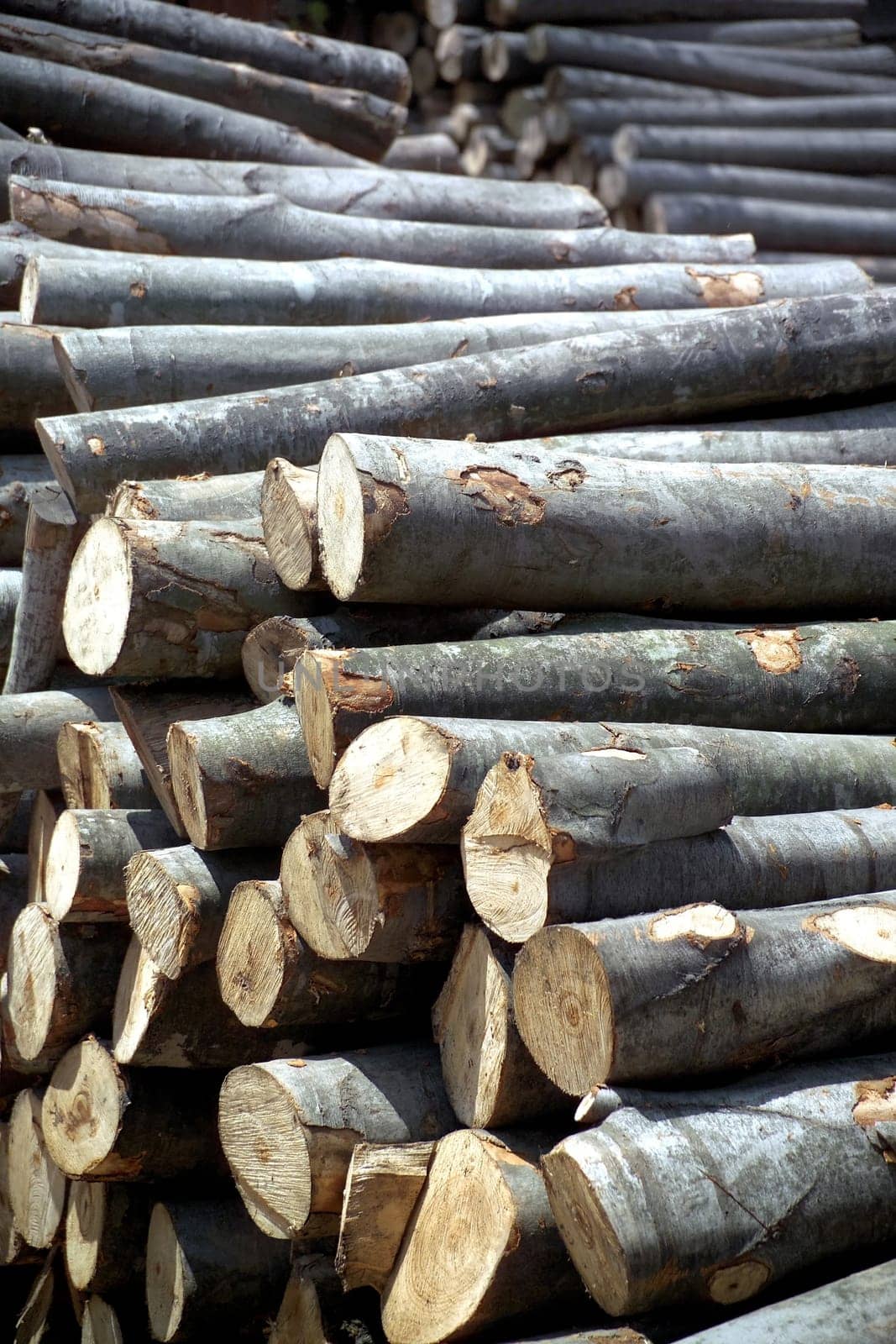 Cut trunks stacked
