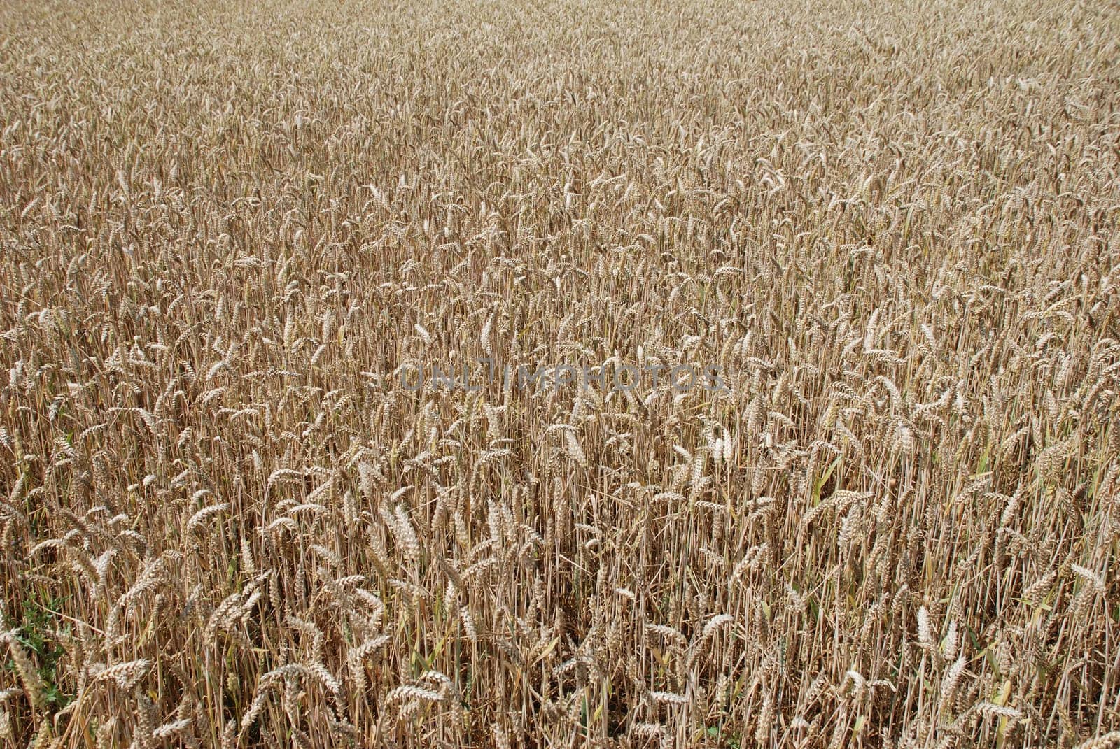 Grain Field Wheat Wheat Field