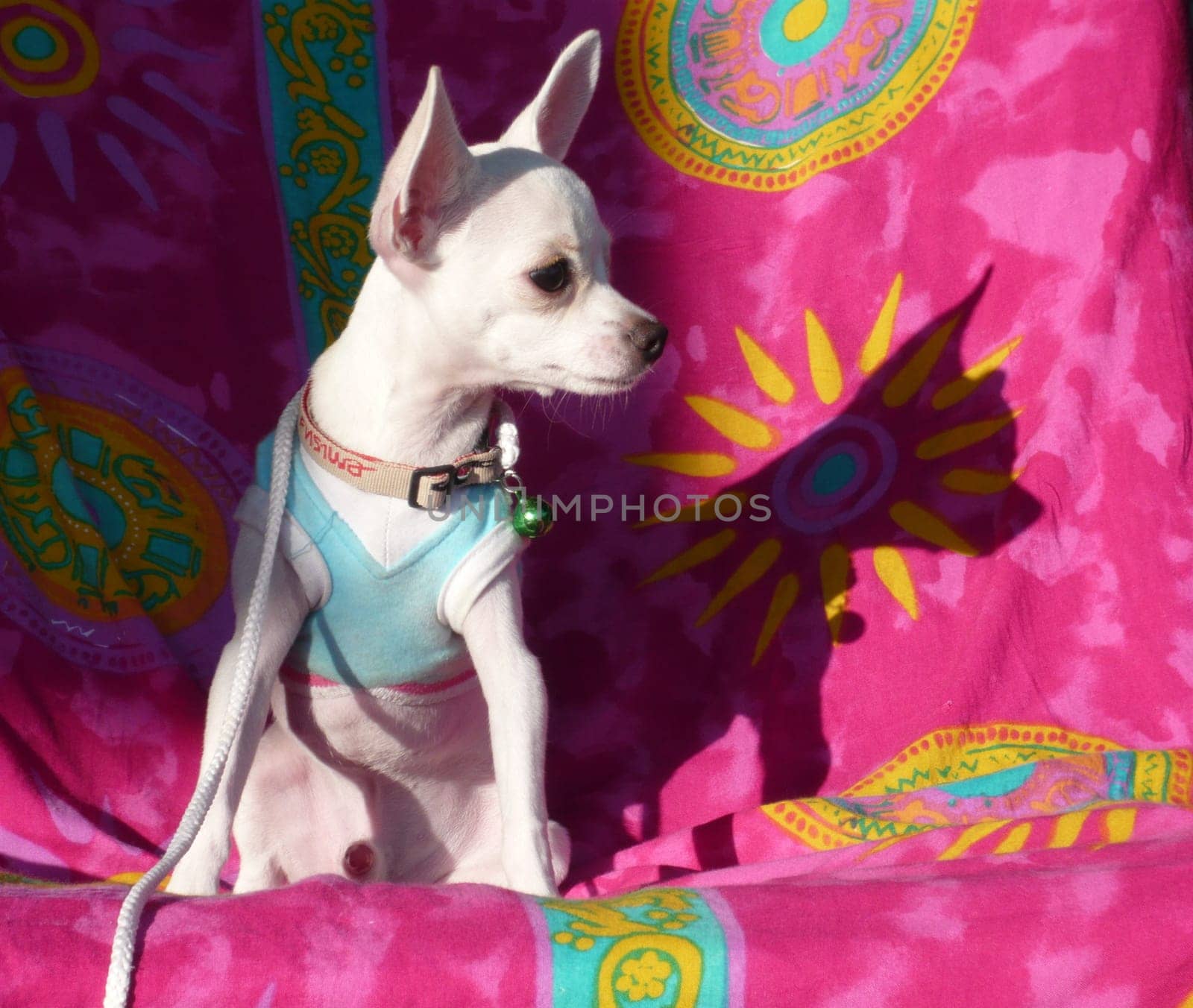Chihuahua