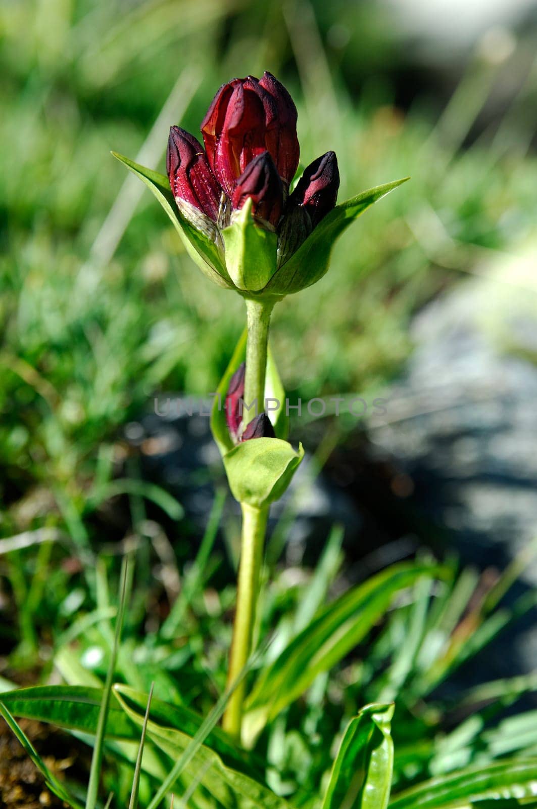 Purple Gentian