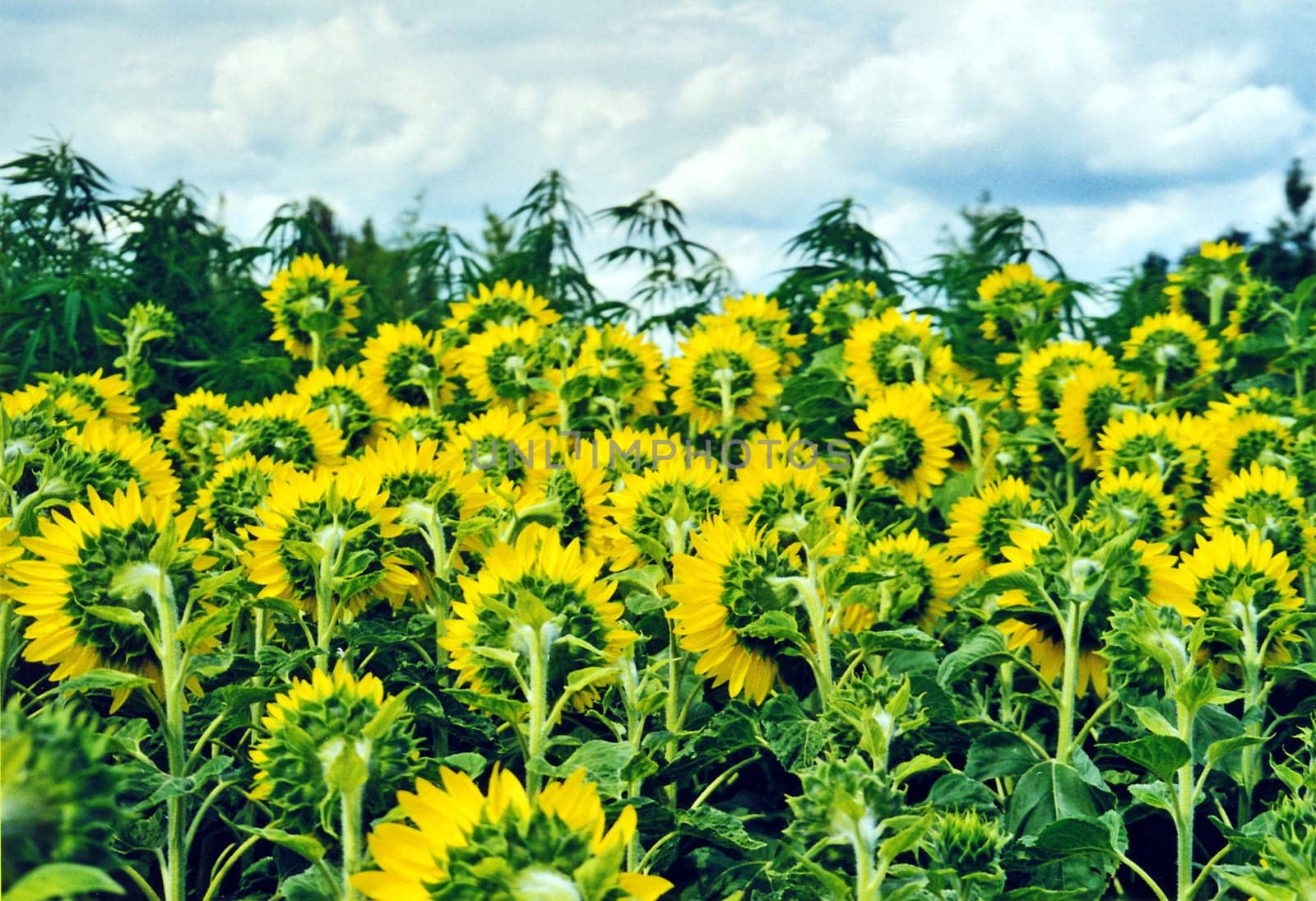 Sunflower field