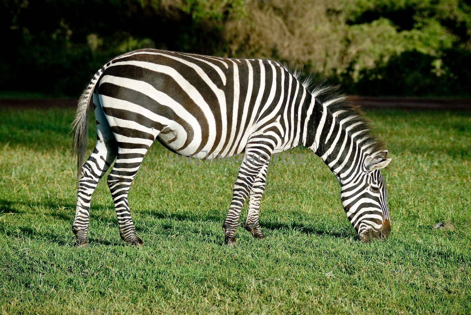 zebra