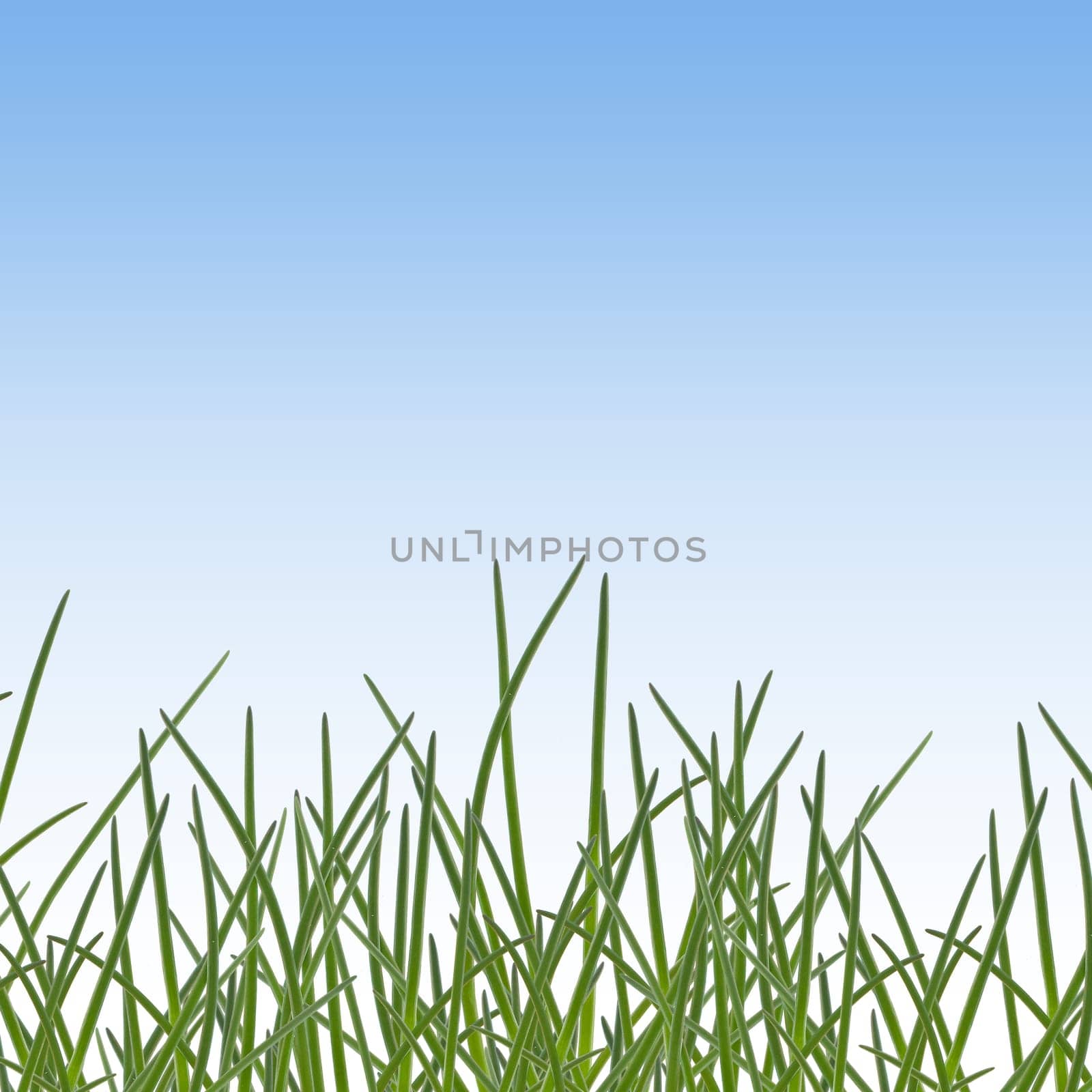 Grass