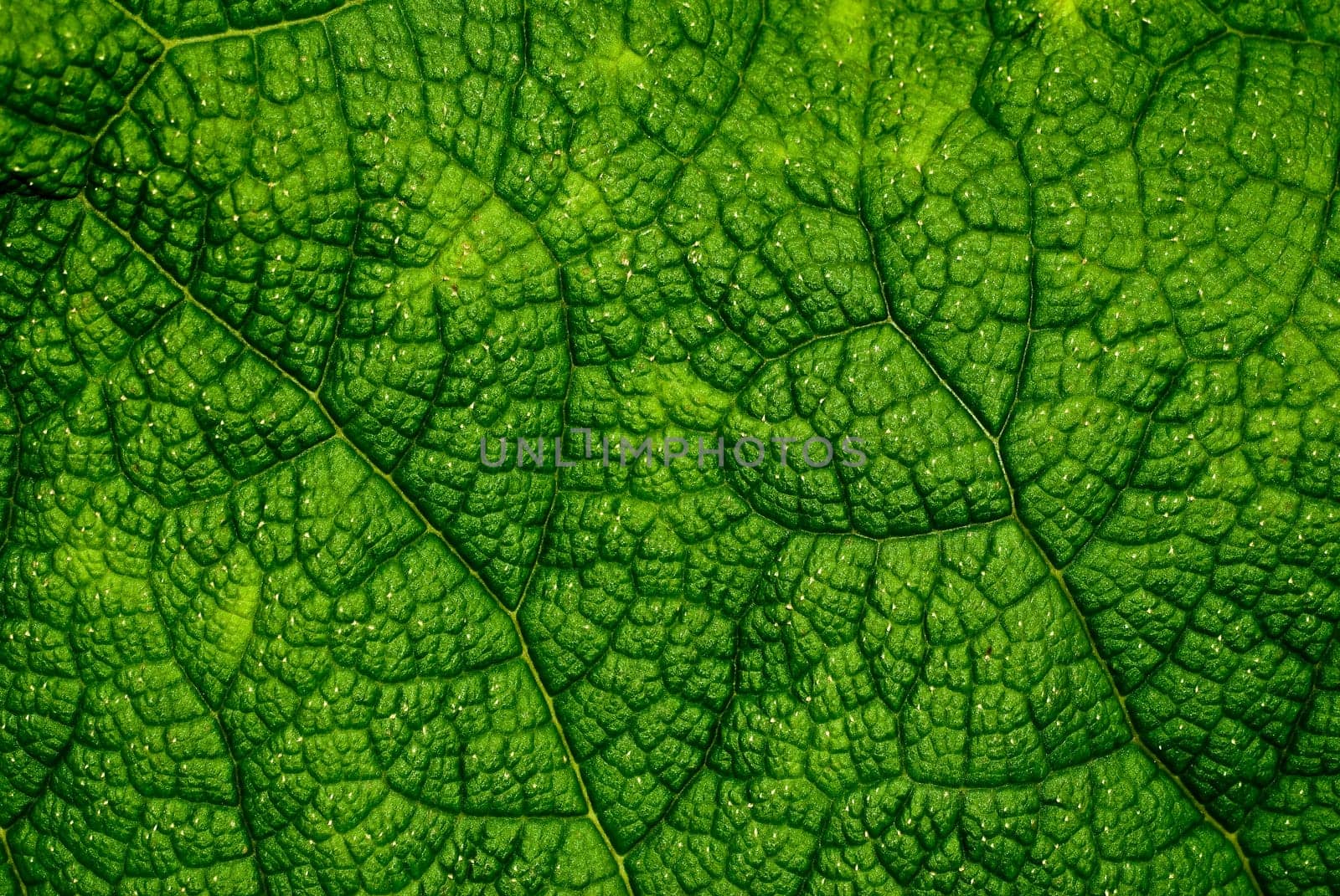 Leaf