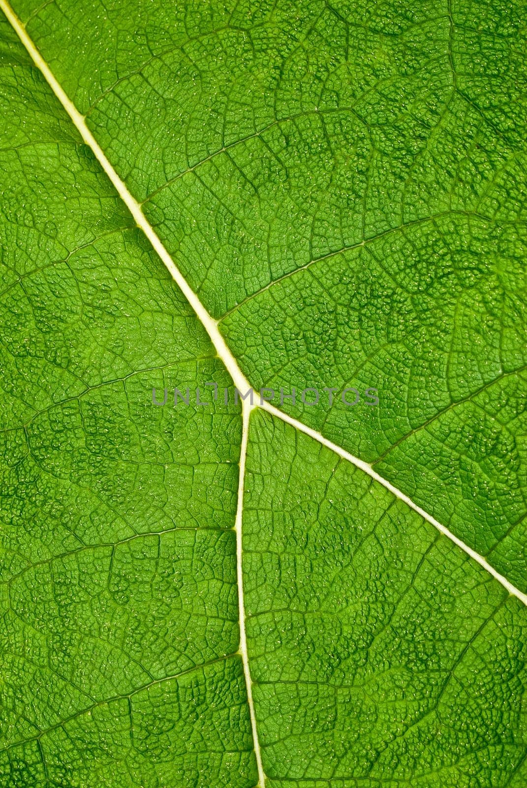 Leaf