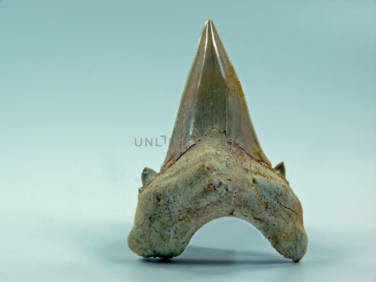 Fossil shark tooth (Lamna obliqua) ----- Location: Khourigba (Morocco) ---- Age: Tertiary (approx. 65 million years) ---- Length: 7 cm