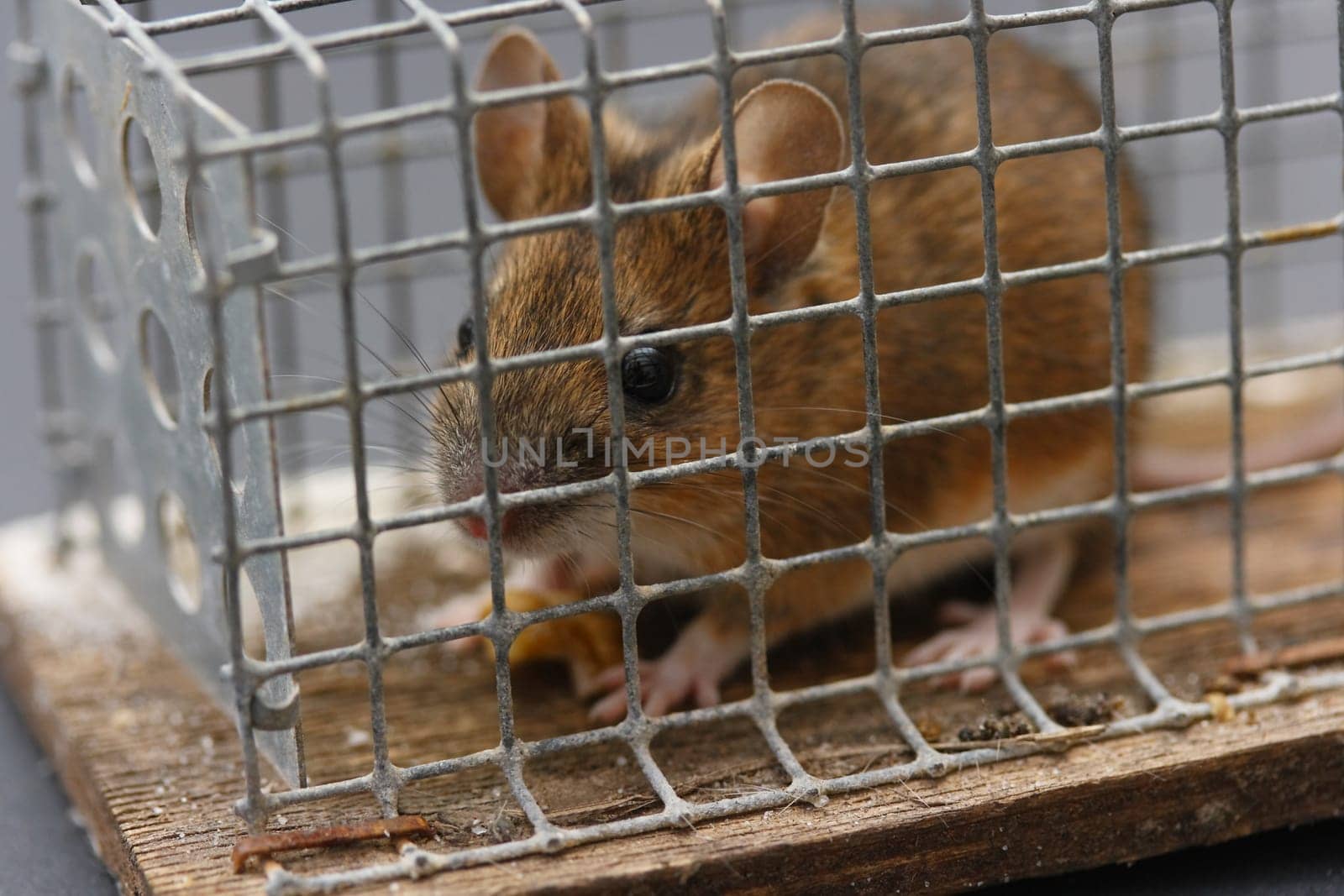 Mouse Caught Alive