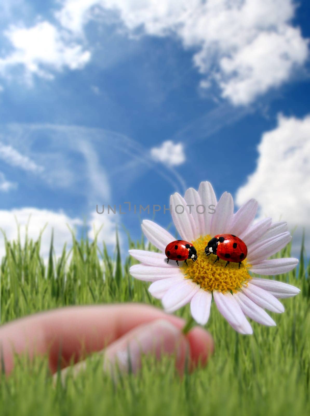 Ladybird