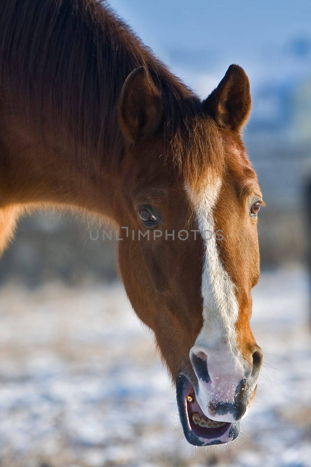 Winter paddock