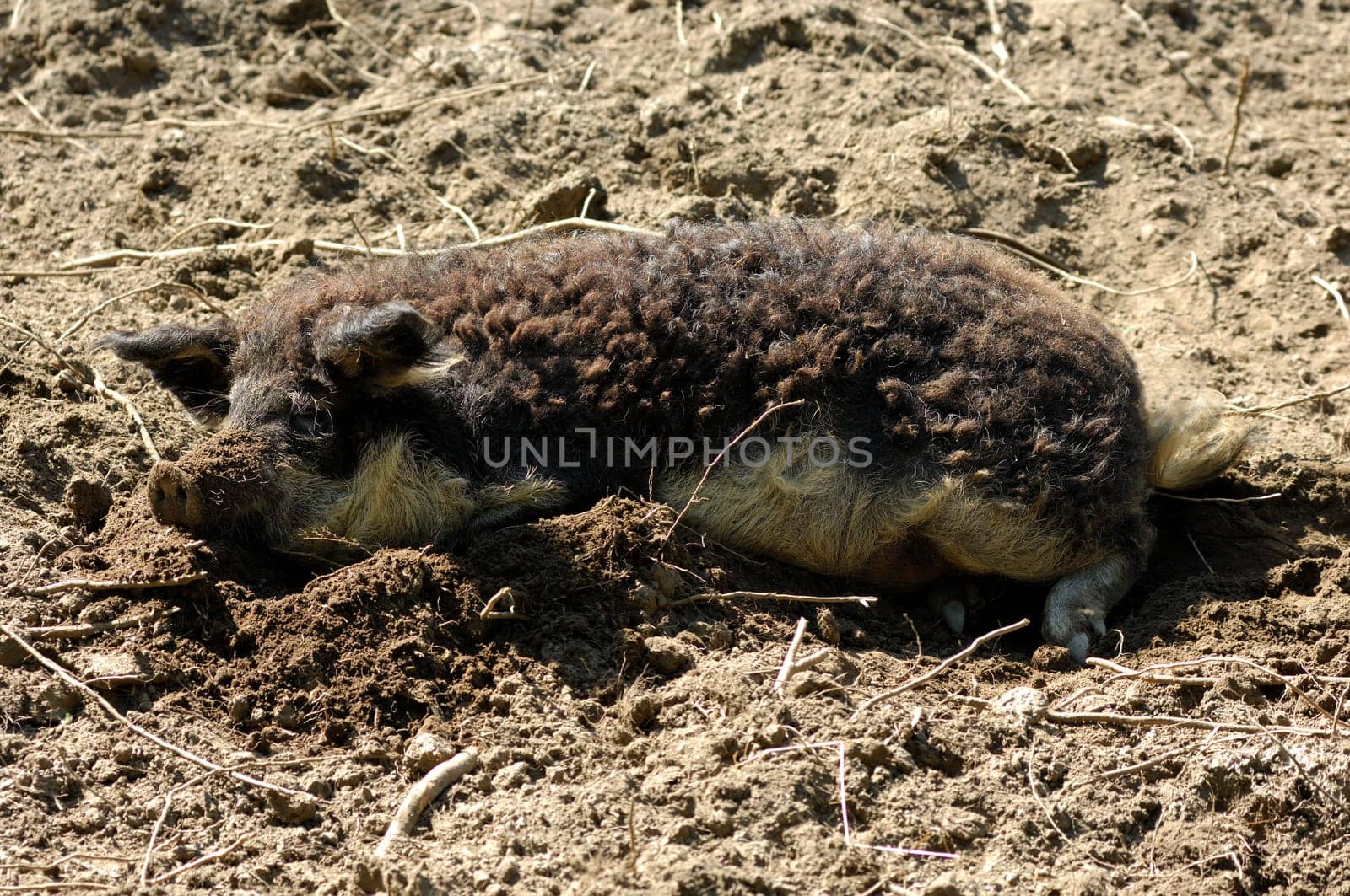 Mangalitza woolly pig in wallow