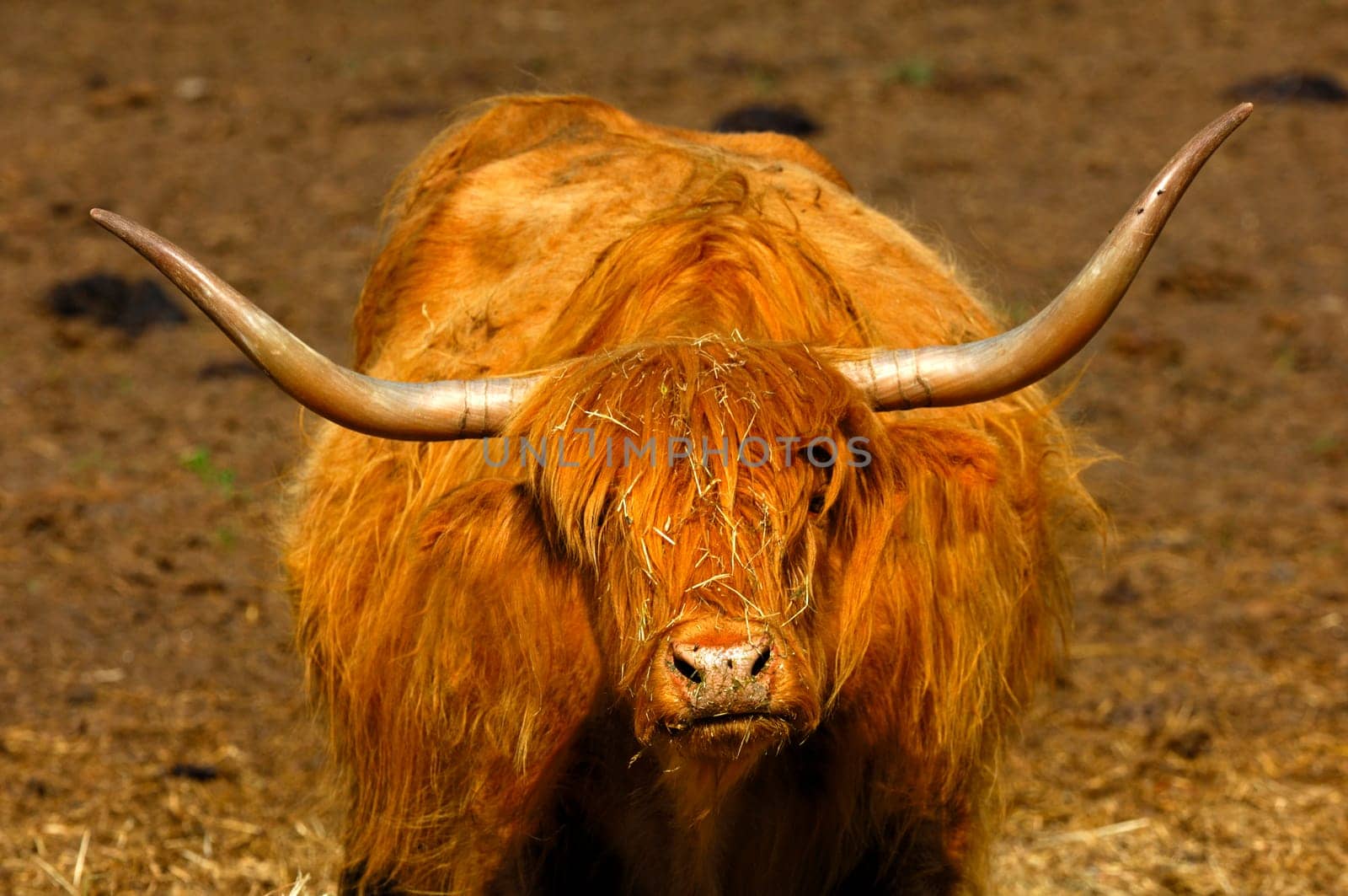Scottish Highland cattle
