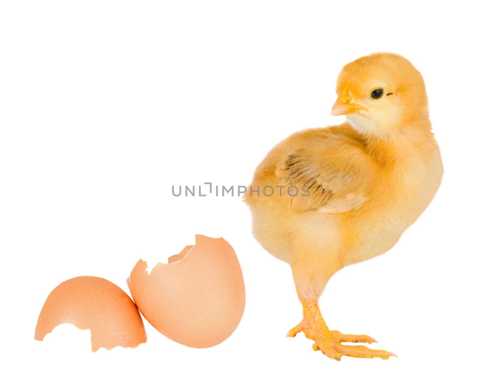 Chicken yellow with broken eggshells