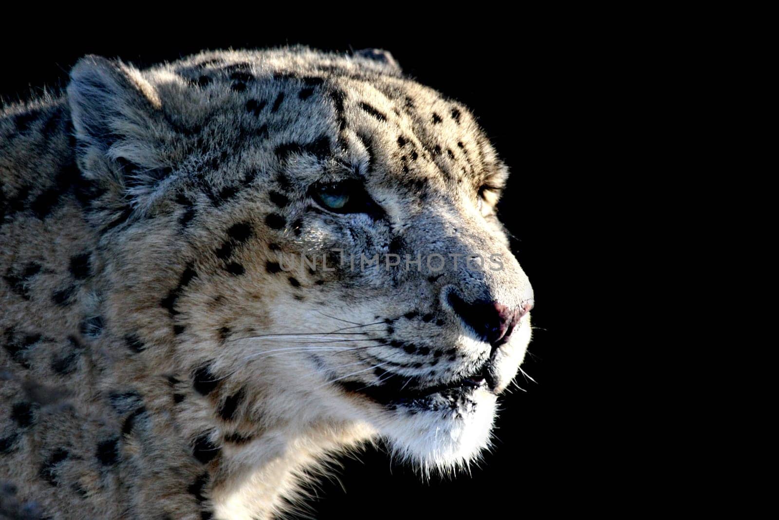 Snow leopard