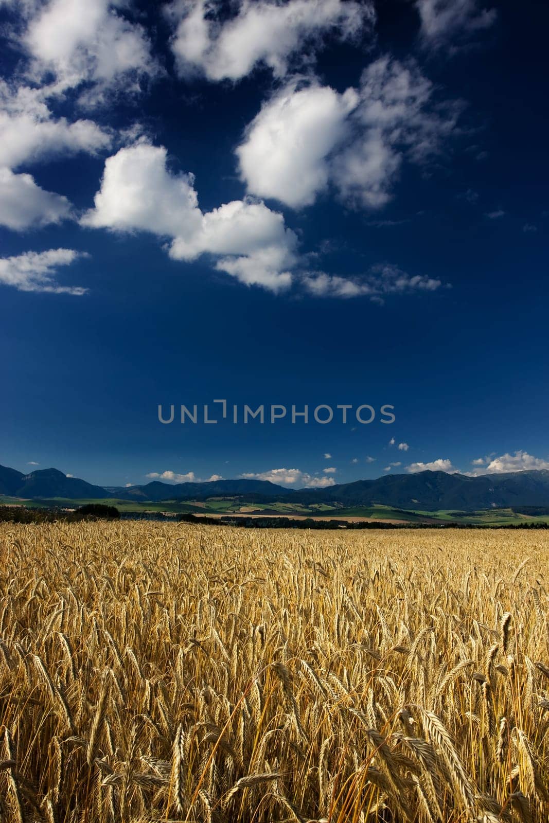 Wheat field in the wind with blue sky