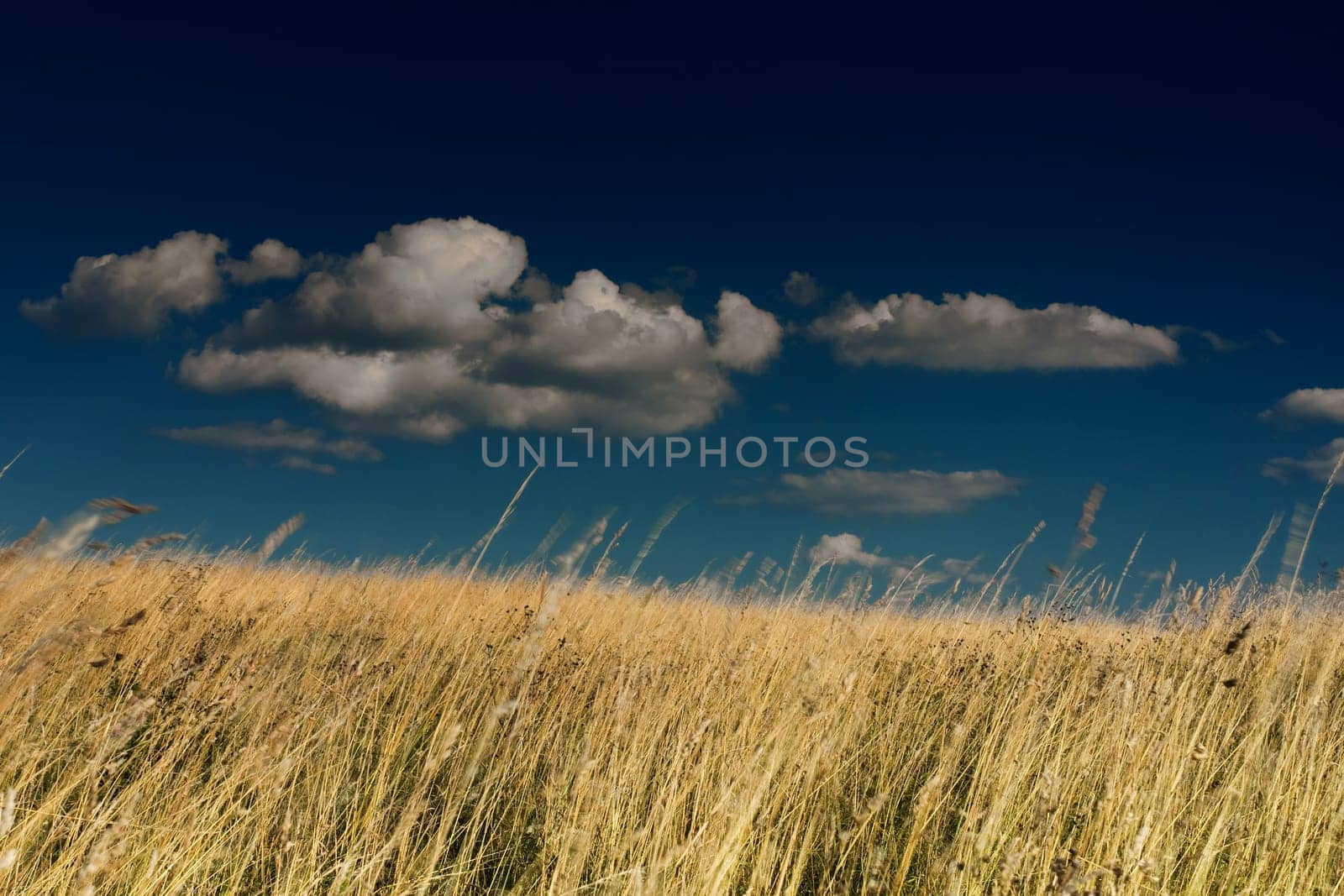 Wheat field in the wind with blue sky